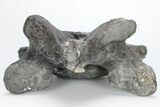 Tyrannosaur Cervical Vertebra - Two Medicine Formation #211086-5